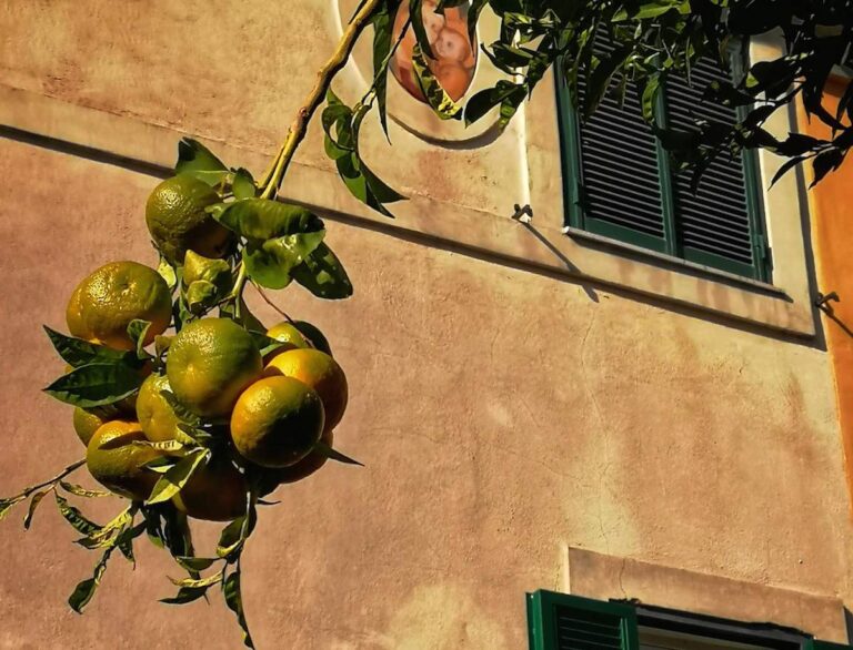 Orange tree in Frascati with an ochre building with green shutters in the background in Frascati Italy
